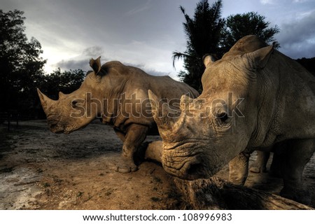 White rhinoceros Royalty-Free Stock Photo #108996983
