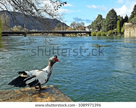 muscovy duck by river