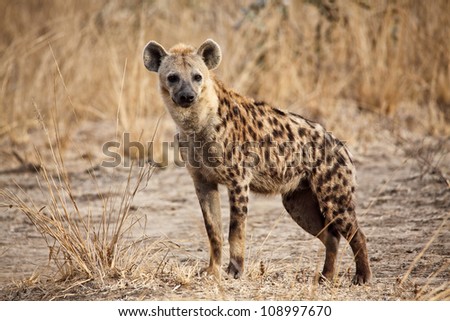 portrait of spotted hyena in luangwa national park zambia Royalty-Free Stock Photo #108997670