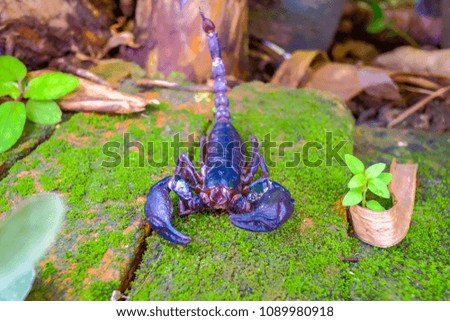 Scorpion is on a brick covered with natural moss.