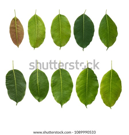 Ficus lacor Buch fresh leaves. Fresh green leaves isolated on white background.