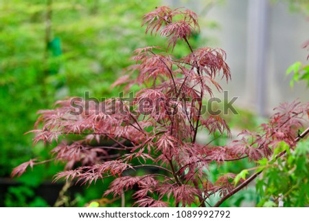 Close up of the Red Japanese maple (Acer palmatum), specifically the cultivar Dissectum or Matsumurae. Focus concept.
Botanical illustration.