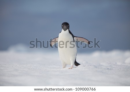 An adélie penguin walking on a bergy-bit.