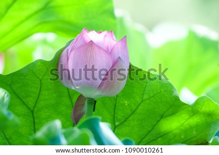 Water Lily in the sun (horizontal)