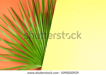 Tropical palm leaf with colorful background.
