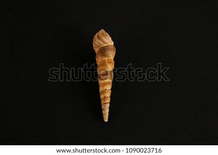 Photo picture of a Seashell background texture