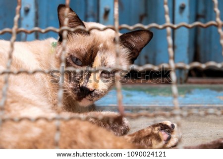 A brown cat looking at you in front of the blue door with metal grid