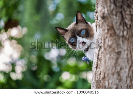 Siamese cat peeking from the back of the tree.
