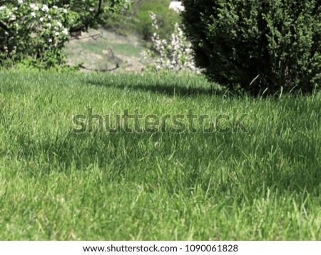 beautiful green grass on the lawn of a country house