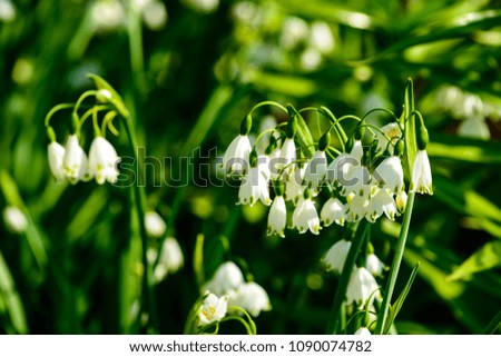 Beautiful blooming lily of the valley in the summer garden