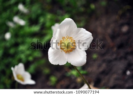 White poppy flowers blooming, soft blurry horizontal background