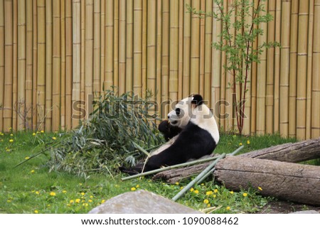Panda sits on its bum, leaning backwards while eating bamboo.  Panda is in a zoo enclosure and a beige bamboo wall is seen behind him.