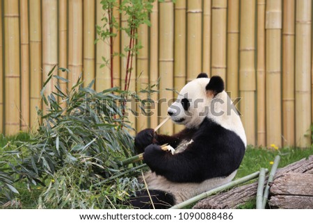 Panda sits on its bum, leaning backwards while eating bamboo.  Panda is in a zoo enclosure and a beige bamboo wall is seen behind him.