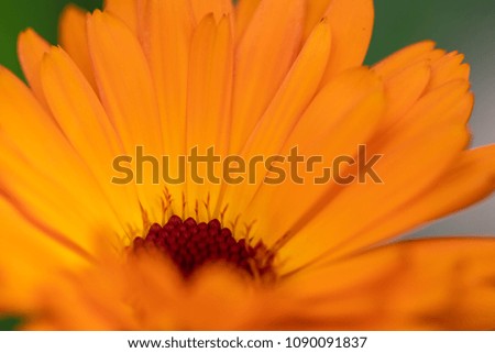 Beautiful Orange Flowers Close Up