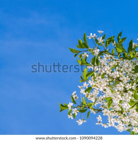 Photo of flowering branch of cherry tree in spring against the blue sky. Shallow depth of field