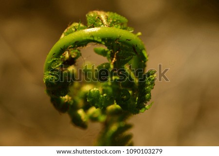 Fern spring growth of the first green leaves