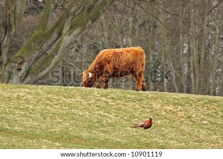 Highland Cow and a Pheasant, Glamis Castle, Scotland