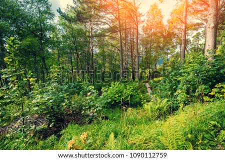 Mountain forest at sunset on Aksla mount.  Beautiful nature of Norway
