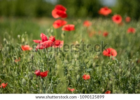 Green, red and yellow created a simple and wonderful contrast of poppies and grass. The blurry, dark objects are the trees of a small forest. The main characters of this picture are the flowers.