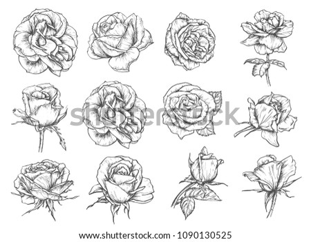 Roses flowers sketch icons. Vector isolated set of botanical sketch rose blossoms and blooming petals bunch for Save the Date wedding invitation or greeting card, tattoo and birthday design