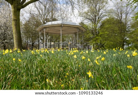 Daffodils growing in a public park 