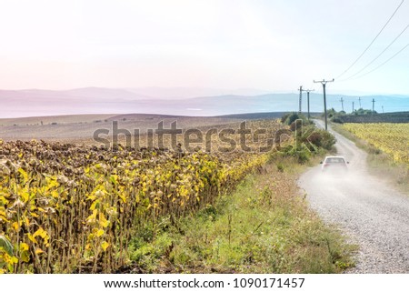 Sunflower fields ready for harvest and gravel road between them. Car is driving away. Concept of travelling, journey and love for nature. Mountains and village houses in the background