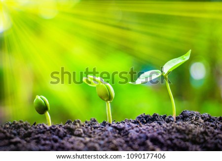 Seed plants are growing.They are growing step by step.One has root and grow under the soil and the other seed has leaves.They are growing among sunlight.Photo new life and  growing concept. Royalty-Free Stock Photo #1090177406