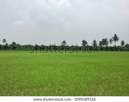 Green rice field stock photo