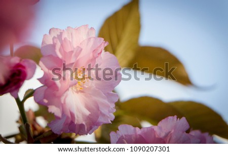 Close up of beautiful pink sakura flowers in the morning. Cherry blossom