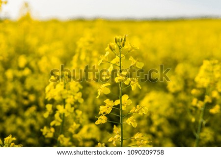 Close up on a flowers of rape plant on endless rapeseed field. Yellow rapeseeds fields and blue sky with clouds in sunny weather. Agriculture.