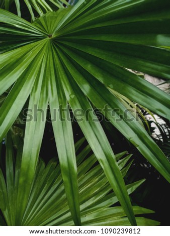 Green leaves in Thailand.