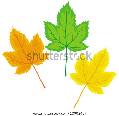 Maple leaves (Vector)