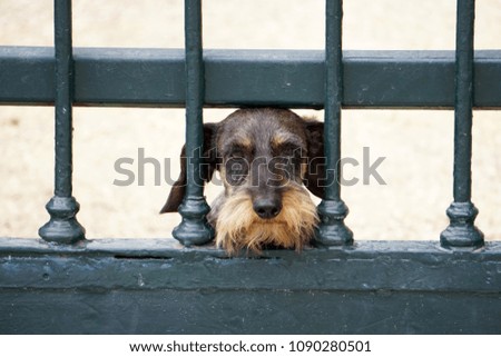dachshund hunting dog similar to the griffon behind a cage gate