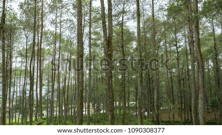 Pine forest during the daytime