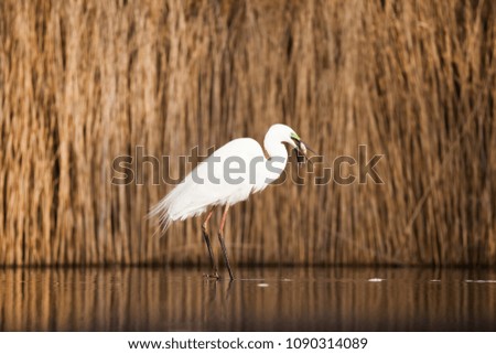 Great White Egret fishing on a lake