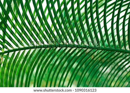 Background with green palm leaves, sun, close up, summer