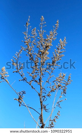 dry Bush of wormwood in the background of blue sky