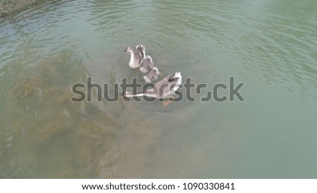 Goose family swimming