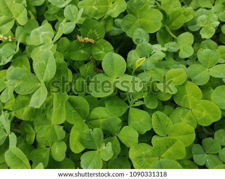 green clover on the lawn