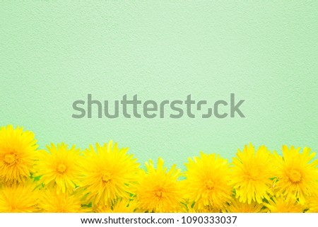 Fresh, yellow dandelions on pastel green background. Springtime. Bright colors. Mockup for special offers as advertising or other ideas. Empty place for inspirational, motivational text or quote.