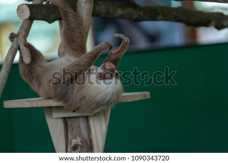 A sloth lies on his back