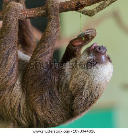 Sloth is hanging out preparing to feed.