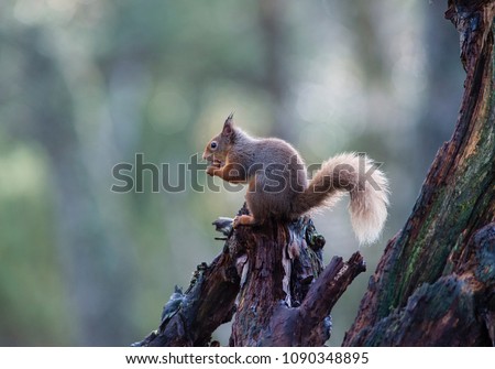 Red Squirrel Scirurus vulgaris