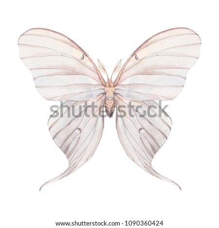 Watercolor butterfly. Hand drawn insect close up isolated on white background. Natural illustration of Tropaea Luna moth