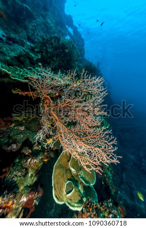 Underwater scene off the coast of Bali 
