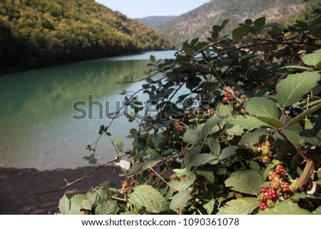 Blackberry and background 'Borabay' lake. AMASYA/TURKEY