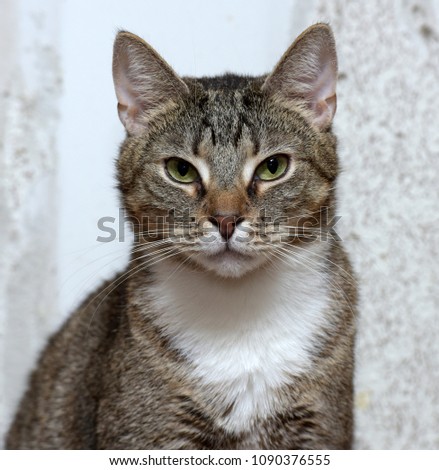 sad tabby cat in the shelter - portrait