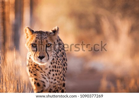 cheetah walking while hunting in morning sun at sunrise