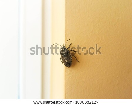 Bug on the wall, beetle control in the house. Get rid of beetles in the house