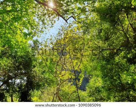 Looking up at tree with blue sky and sunshine on beautiful natural background. green leaves as a background, Green background, Tree silhouette on sky. Abstract branch and leaves. Covered with trees.